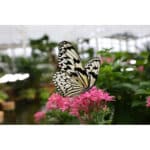 CANON RF 15-30mm F4.5-6.3 IS STM - Imagem 13