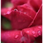 CANON RF 24mm f/1.8 Macro IS STM - Imagem 17