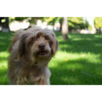 SONY FE 28-70mm f/3.5-5.6 OSS (BULK) | SEL2870 - Imagem 5