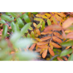 SONY FE 28-70mm f/3.5-5.6 OSS (BULK) | SEL2870 - Imagem 6