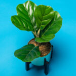 SUPERIOR Fundo de Papel 06 NASSAU - 2.72X11M - Imagem 5