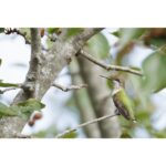 CANON RF 200-800mm f/6.3-9 IS USM - Imagem 13