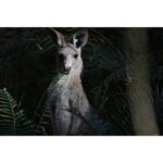 CANON RF 200-800mm f/6.3-9 IS USM - Imagem 14