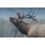 CANON RF 200-800mm f/6.3-9 IS USM - Imagem 16