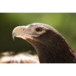 CANON RF 200-800mm f/6.3-9 IS USM - Imagem 17