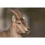 NIKON NIKKOR Z 180-600MM F/5.6-6.3 VR - Imagem 15