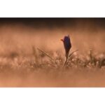 NIKON NIKKOR Z 180-600MM F/5.6-6.3 VR - Imagem 18