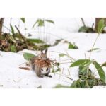 NIKON NIKKOR Z 180-600MM F/5.6-6.3 VR - Imagem 20