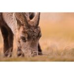 NIKON NIKKOR Z 180-600MM F/5.6-6.3 VR - Imagem 27