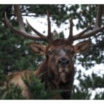 OM SYSTEM M.Zuiko Digital ED 75mm f/1.8 Preta - Imagem 4