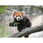 PANASONIC Lumix DC-FZ82D - Imagem 14