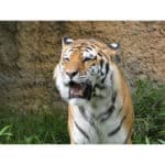 PANASONIC Lumix DC-FZ82D - Imagem 15