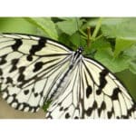 PANASONIC Lumix DC-FZ82D - Imagem 16