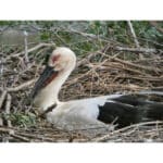 PANASONIC Lumix DC-FZ82D - Imagem 18