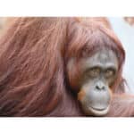 PANASONIC Lumix DC-FZ82D - Imagem 19