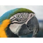 PANASONIC Lumix DC-FZ82D - Imagem 21