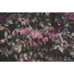 PANASONIC Lumix S 26mm f/8 - Imagem 12