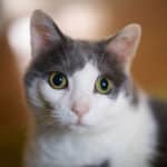 SIGMA 50mm f/1.2 DG DN Art - Imagem 12