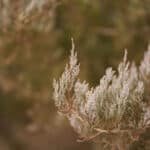 SIGMA 50mm f/1.2 DG DN Art - Imagem 7