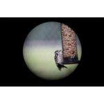 Telescopio de ángulo VORTEX Viper HD 15-45x65 - Imagen 5