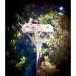 VORTEX Viper HD 20-60x85 Telescópio Angular - Imagem 6