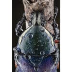 7ARTISANS 60mm f/2.8 Macro Mark II Nikon Z - Negro - Imagen 11