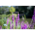 7ARTISANS 50mm T2.0 Spectrum Prime Cine Canon RF - Imagem 29