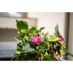 7ARTISANS 50mm T2.0 Spectrum Prime Cine Canon RF - Imagem 30