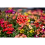 7ARTISANS 50mm T2.0 Spectrum Prime Cine Canon RF - Imagem 31