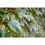 7ARTISANS 50mm T2.0 Spectrum Prime Cine Canon RF - Imagem 32