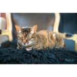 7ARTISANS 50mm T2.0 Spectrum Prime Cine Canon RF - Imagem 33