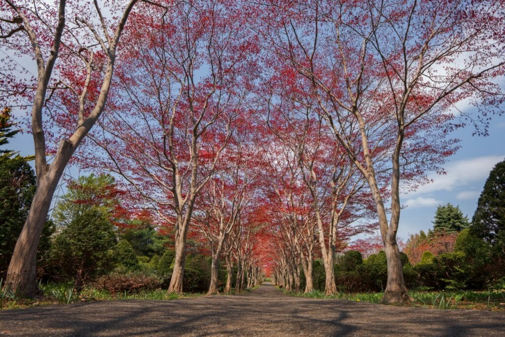 MasamiTanaka ExamplePhoto 017