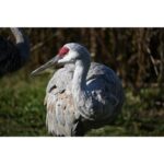 NIKON Z50 II + DX 16-50mm f/3.5-6.3 + Colete - Imagem 35