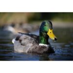 NIKON Z50 II + DX 16-50mm f/3.5-6.3 + Colete - Imagem 36