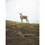 OM SYSTEM OM-5 MARK II + 12-45mm F4.0 PRO (Prateado) - Imagem 21