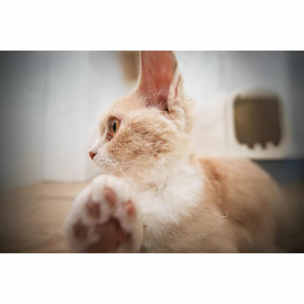 1750931692 IMG 2517243