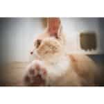 LAOWA 12mm f/2.8 Lite Zero-D FF Nikon Z AF - Imagem 18