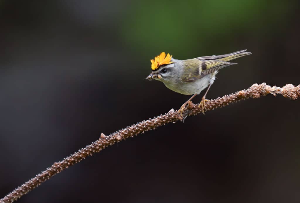 Fotografia de aves com OM System 50-200mm F2.8