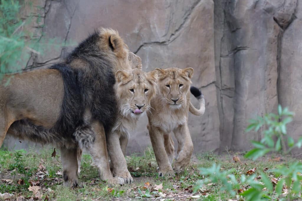 NPesenbYUWc27WvEpMLHjD 1