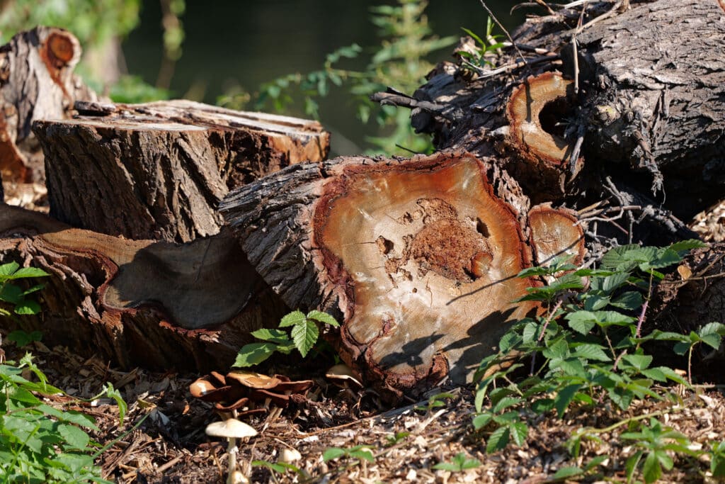 j2GsKNX5mE8WcZ4czZB8XD 1