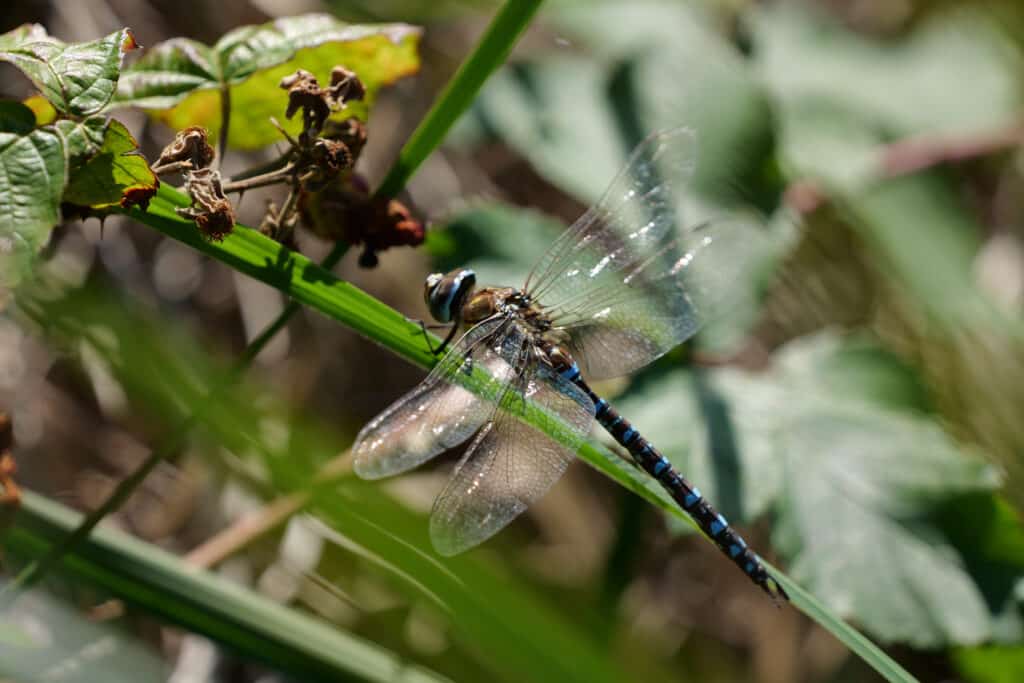 vWDS4obo4gmgyj5QkzFAHD 1