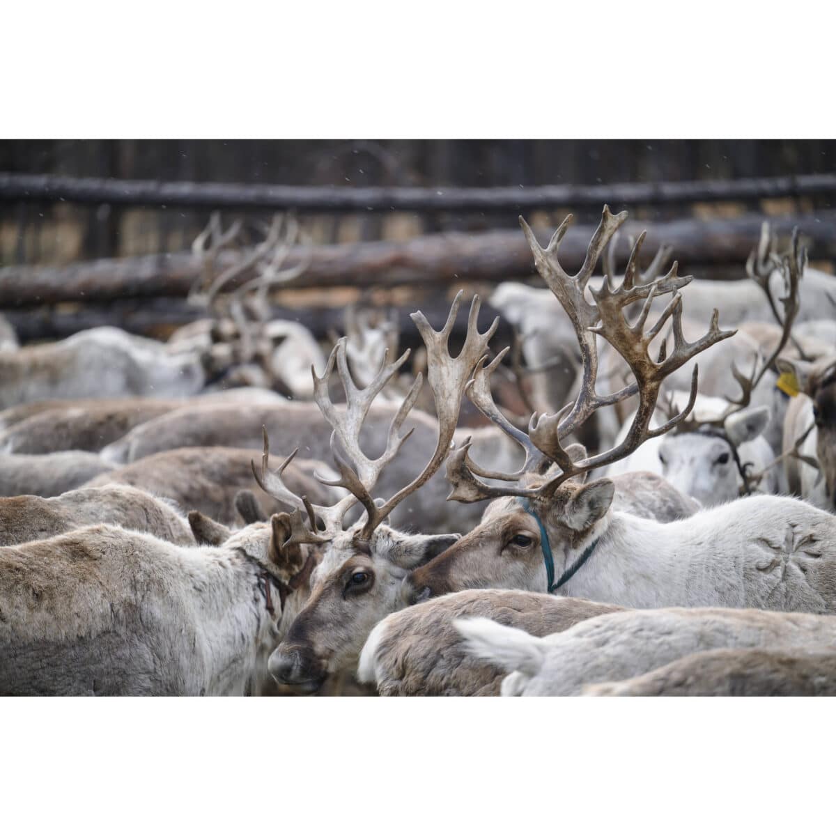 TAMRON 70-180mm F/2.8 Di III VC VXD G2 p/ Nikon Z - Imagen 15