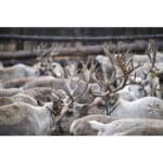 TAMRON 70-180mm F/2.8 Di III VC VXD G2 p/ Nikon Z - Imagen 15