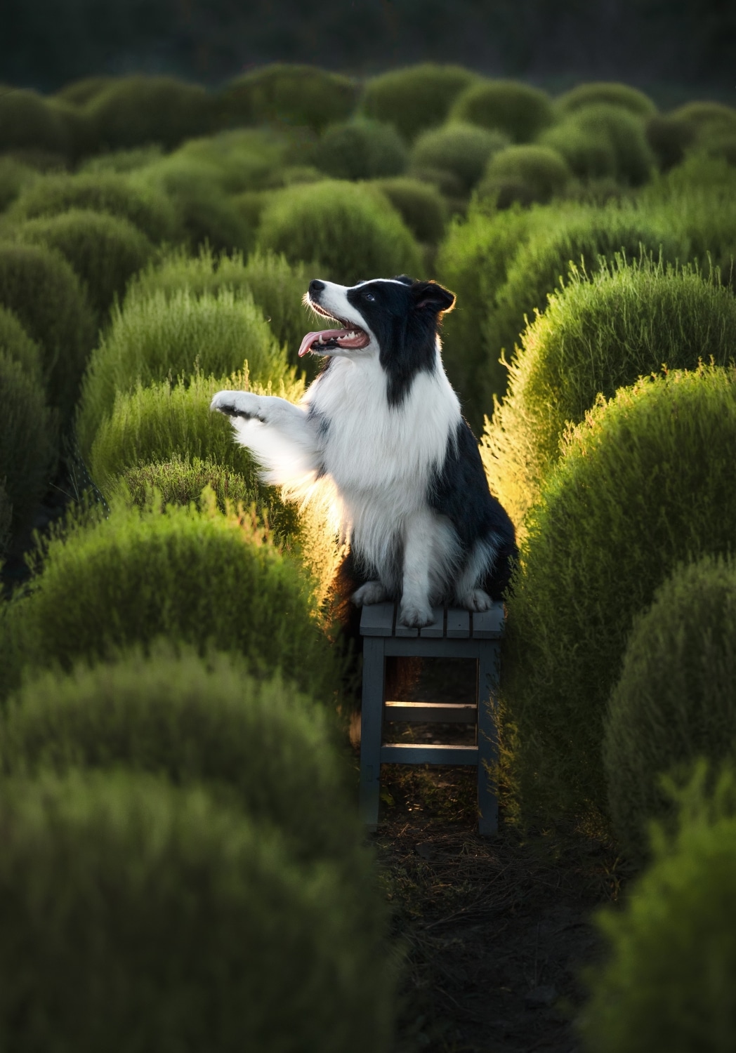 DSC04451 编辑 编辑