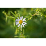 LAOWA 180mm f/4.5 1.5X Ultra Macro APO (Autofoco) - Imagen 17