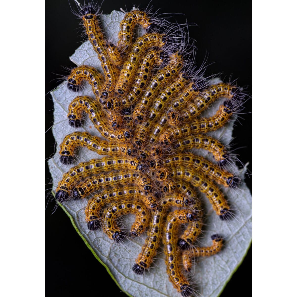 LAOWA 180mm f/4.5 1.5X Ultra Macro APO (Autofoco) - Imagen 10