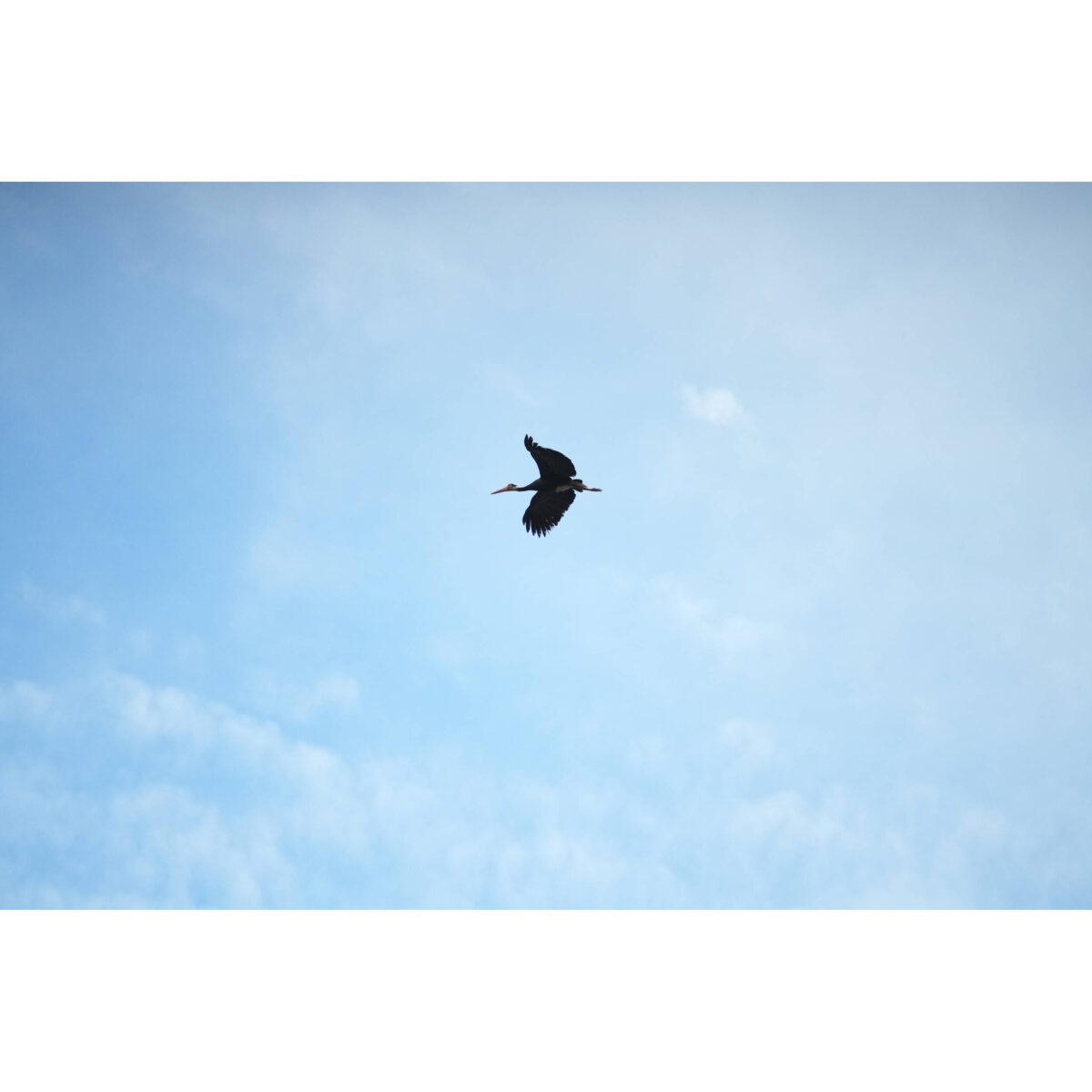 LAOWA 180mm f/4.5 1.5X Ultra Macro APO (Autofoco) - Imagen 11