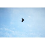 LAOWA 180mm f/4.5 1.5X Ultra Macro APO (Autofoco) - Imagen 11