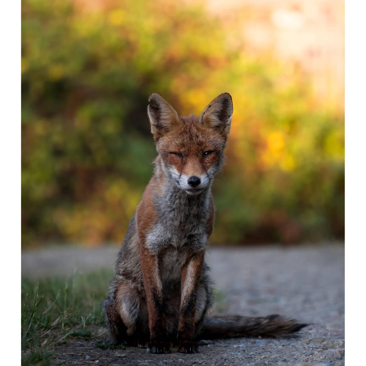 LAOWA 180mm f/4.5 1.5X Ultra Macro APO (Autofoco) - Imagen 13