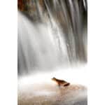 LAOWA 180mm f/4.5 1.5X Ultra Macro APO (Autofoco) - Imagen 14